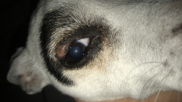 Hund hat irgendwas am Auge? (Augen)