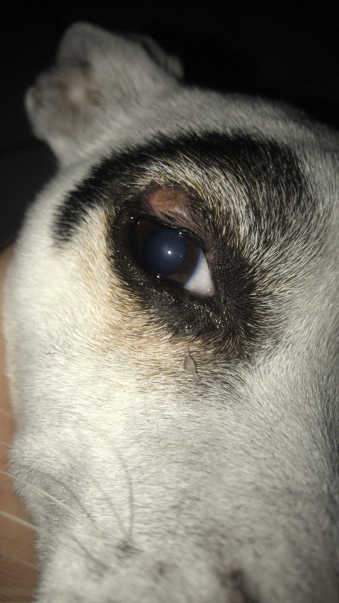 Hund hat irgendwas am Auge? (Augen)
