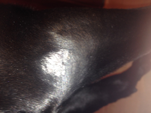 hund verliert fell und hat kahle stellen