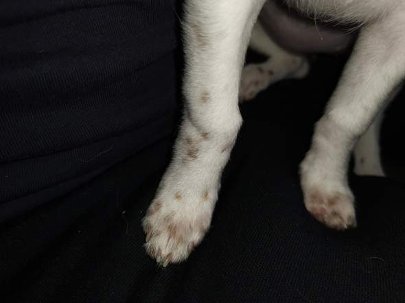 hund hat knochel fehlstellung was tun tiere operation tierarzt