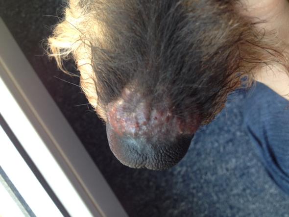 Hund hat komische Bläschen auf der Nase (Tiere, Krankheit)