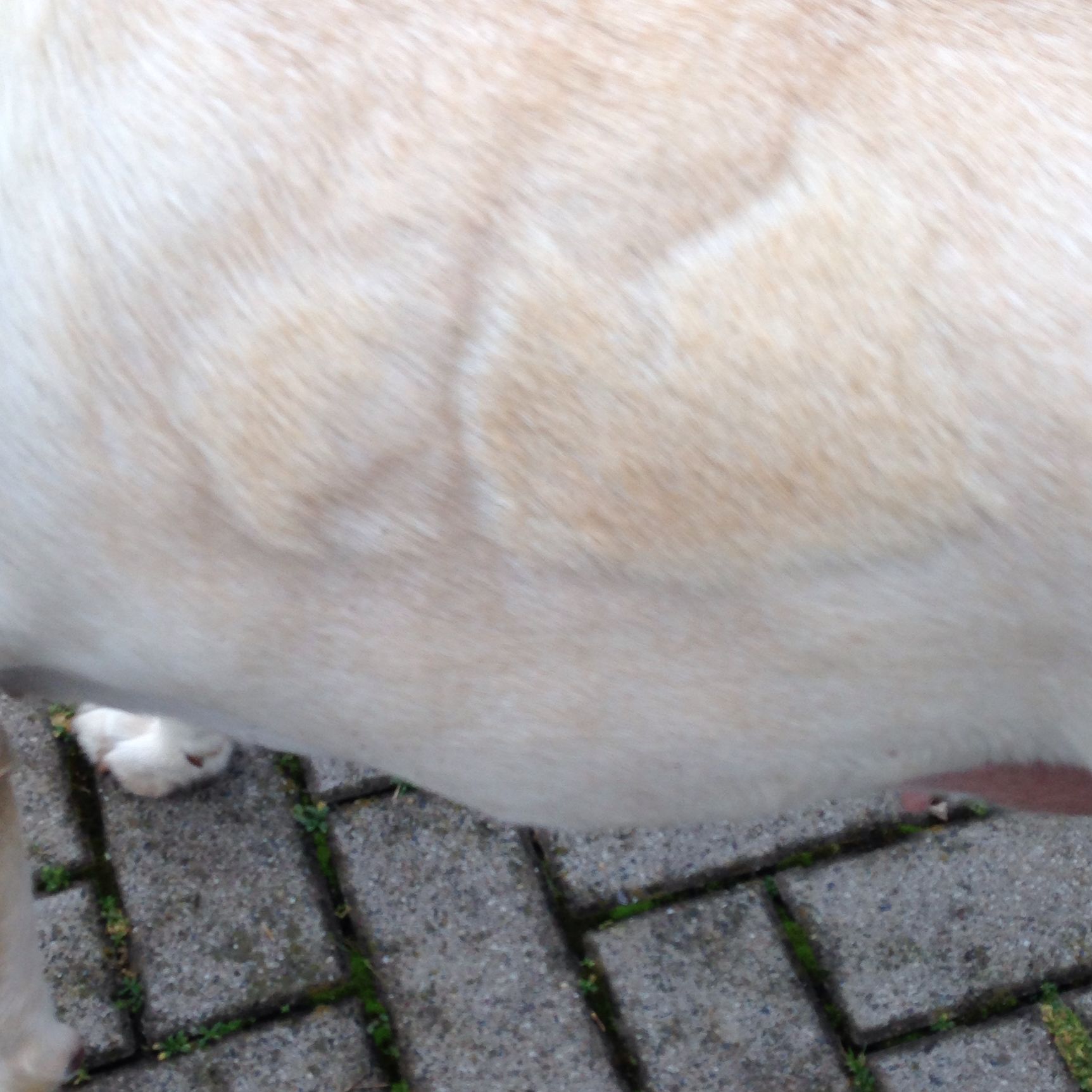Was für komische Flecken hat mein Hund auf dem Fell? (Tiere, Haustiere)