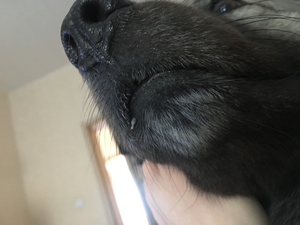 Bilder Warzen Hund Kostenlos zum Ausdrucken