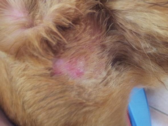Hund Hat Komische Wunde Hund Hat Komische Wunde