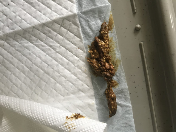 Hund hat komischen kot? (Tiere, Ekelhaft)