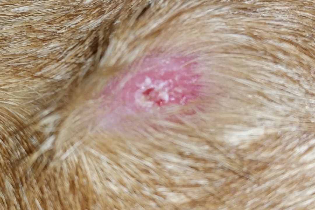 Hund hat komischen Pickel Was kann das sein?