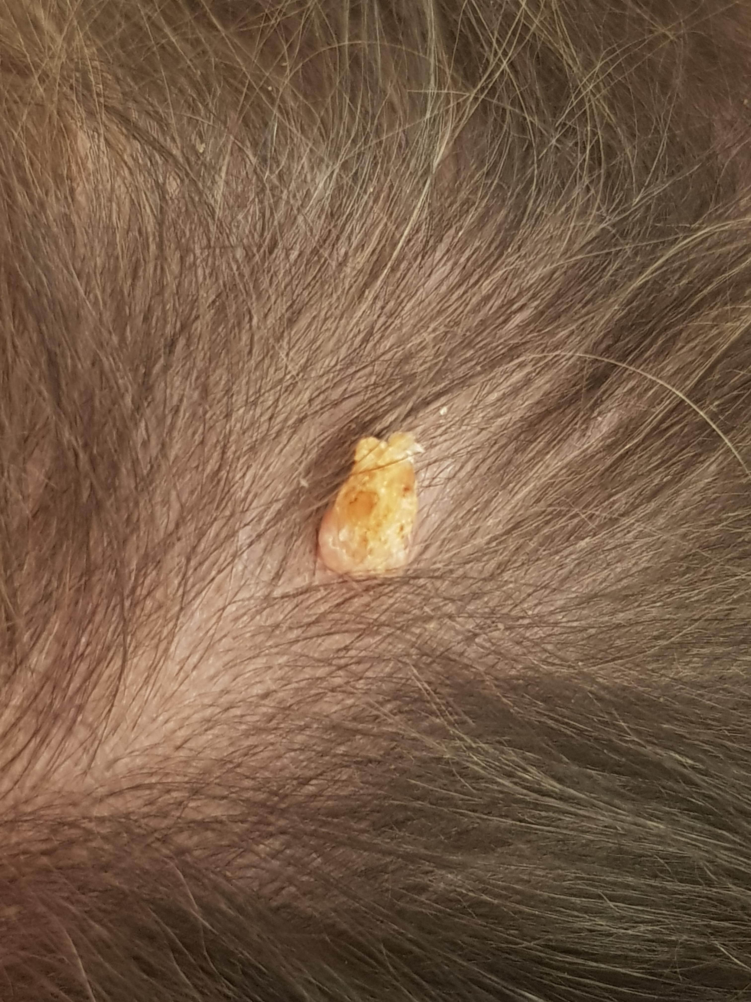 hund hat komisches geschwur knubbel am bauch gesundheit und medizin gesundheit tiere