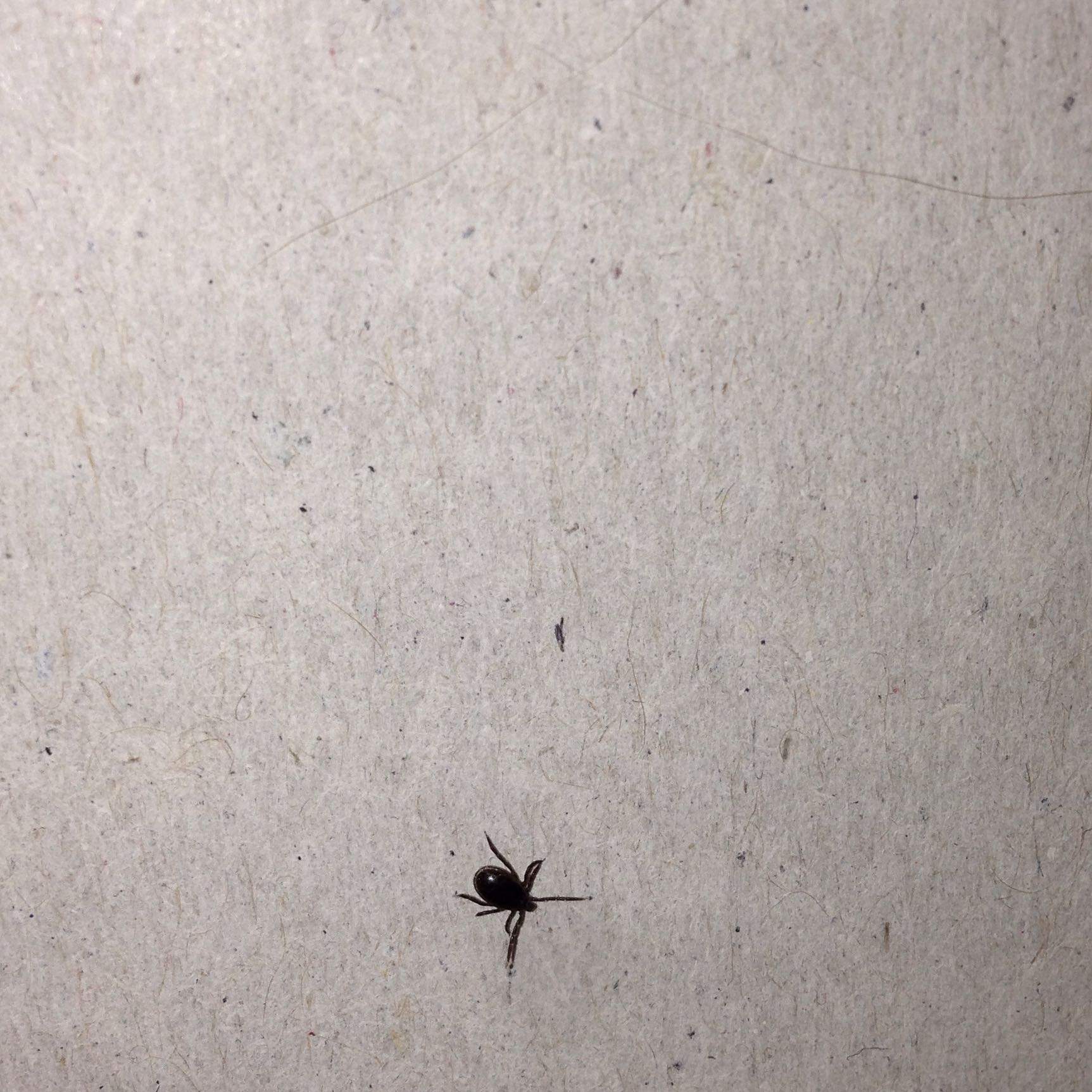 Hund hat ein komisches Tier im Fell was ist das? (Tiere, Flöhe, Wanze)
