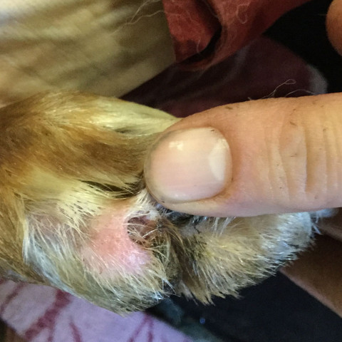 Hund Hat Kralle Ausgerissen Tiere Mischling