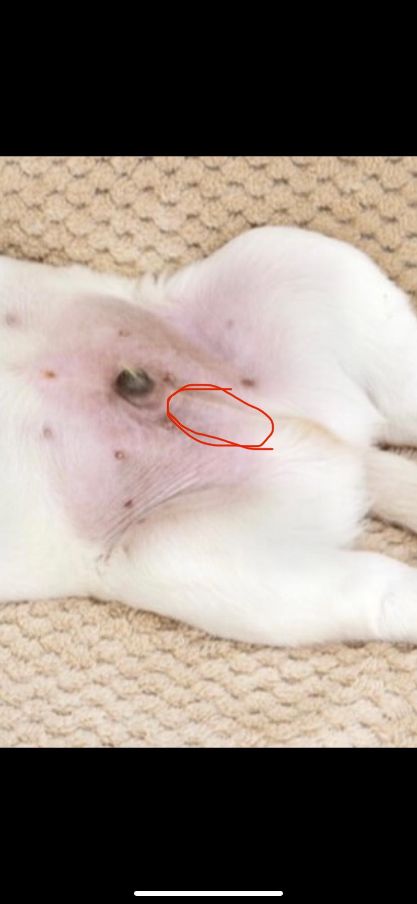 hund hat kugel am bauch tiere tierarzt