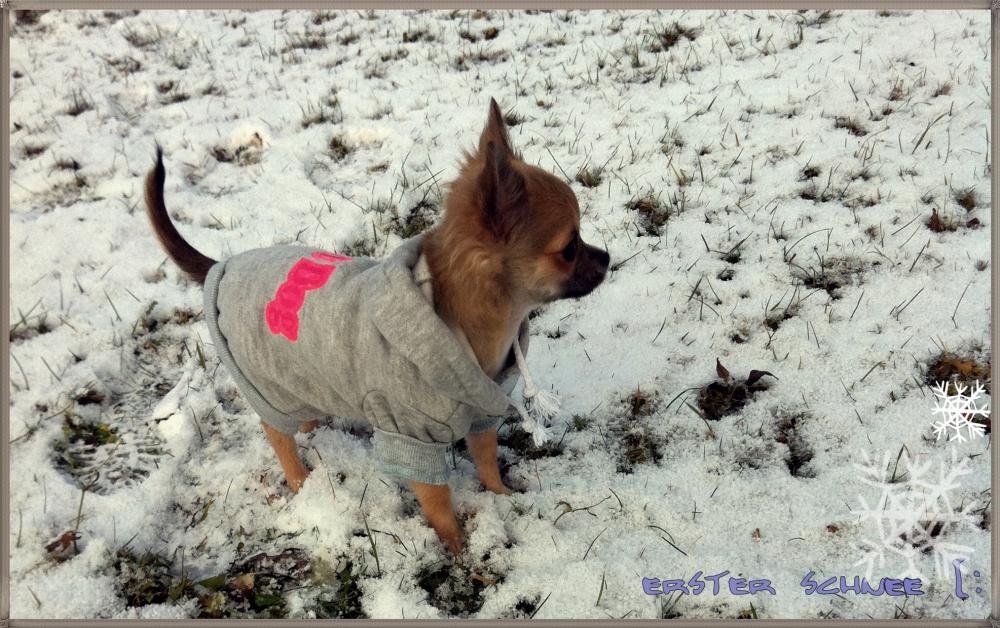 hund hat offene Fontanelle (Gesundheit, Chihuahua)