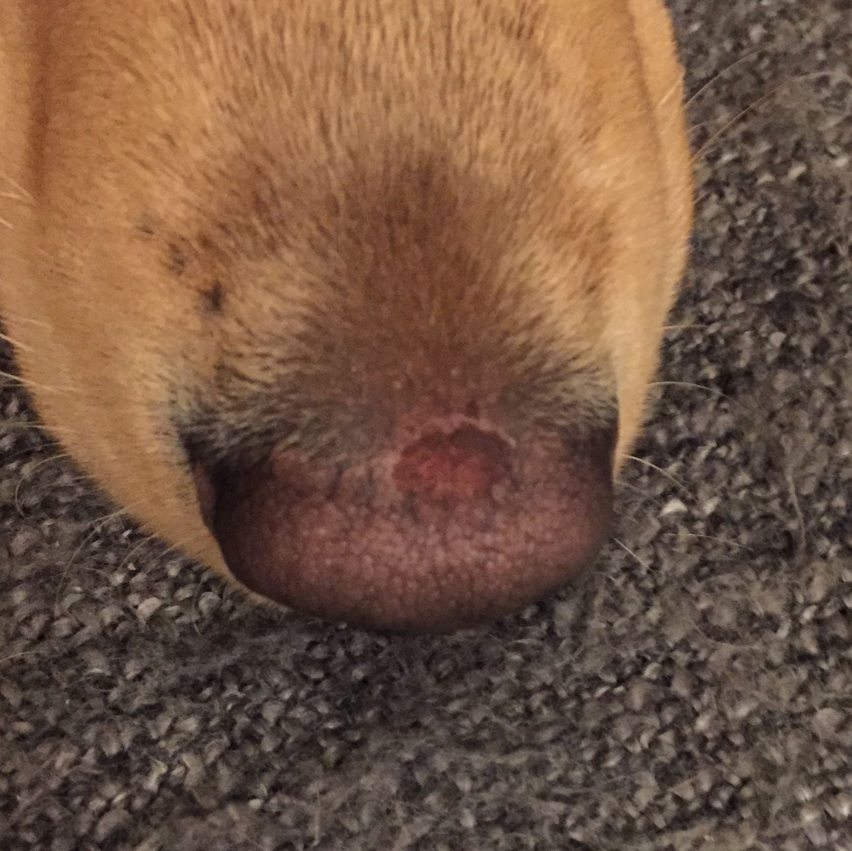 Hund hat plötzlich einen Fleck auf der Nase. Ist er krank? (Tiere