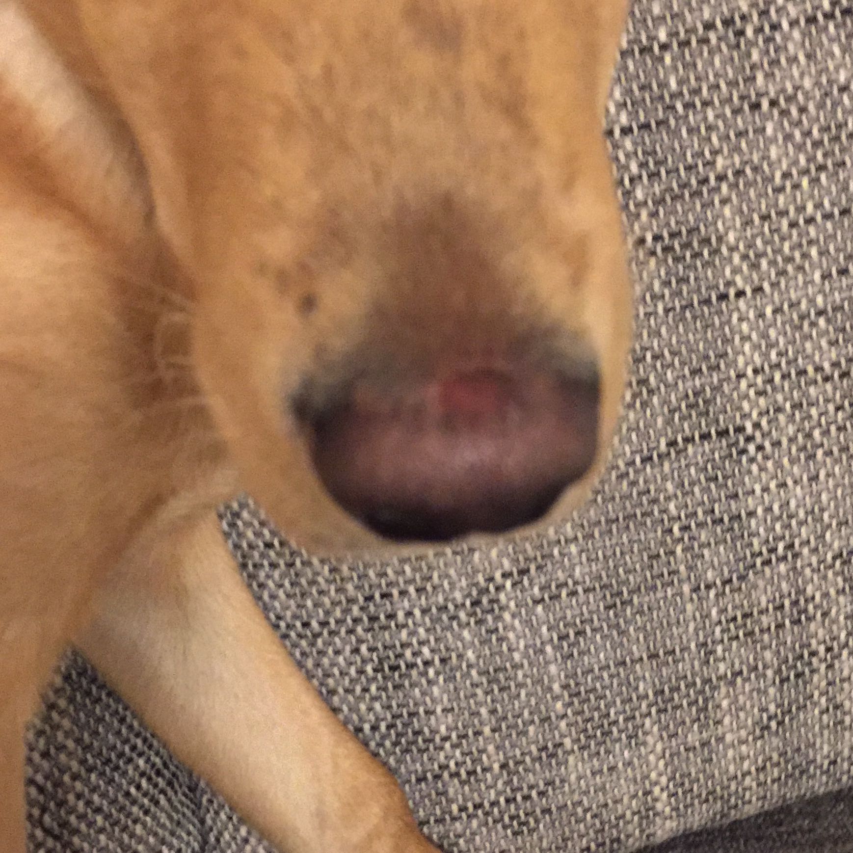 Hund hat plötzlich einen Fleck auf der Nase. Ist er krank? (Tiere