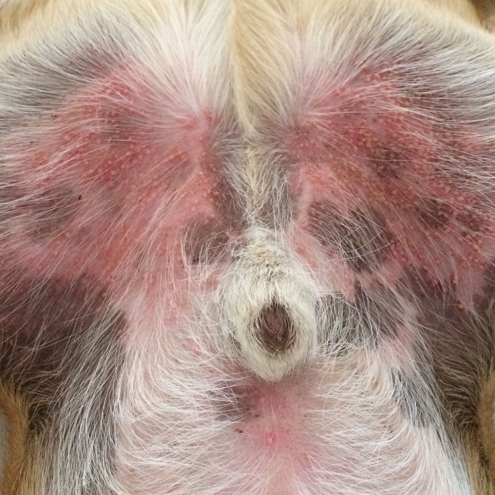 Hund hat Pusteln, wer kann helfen? (Krankheit)