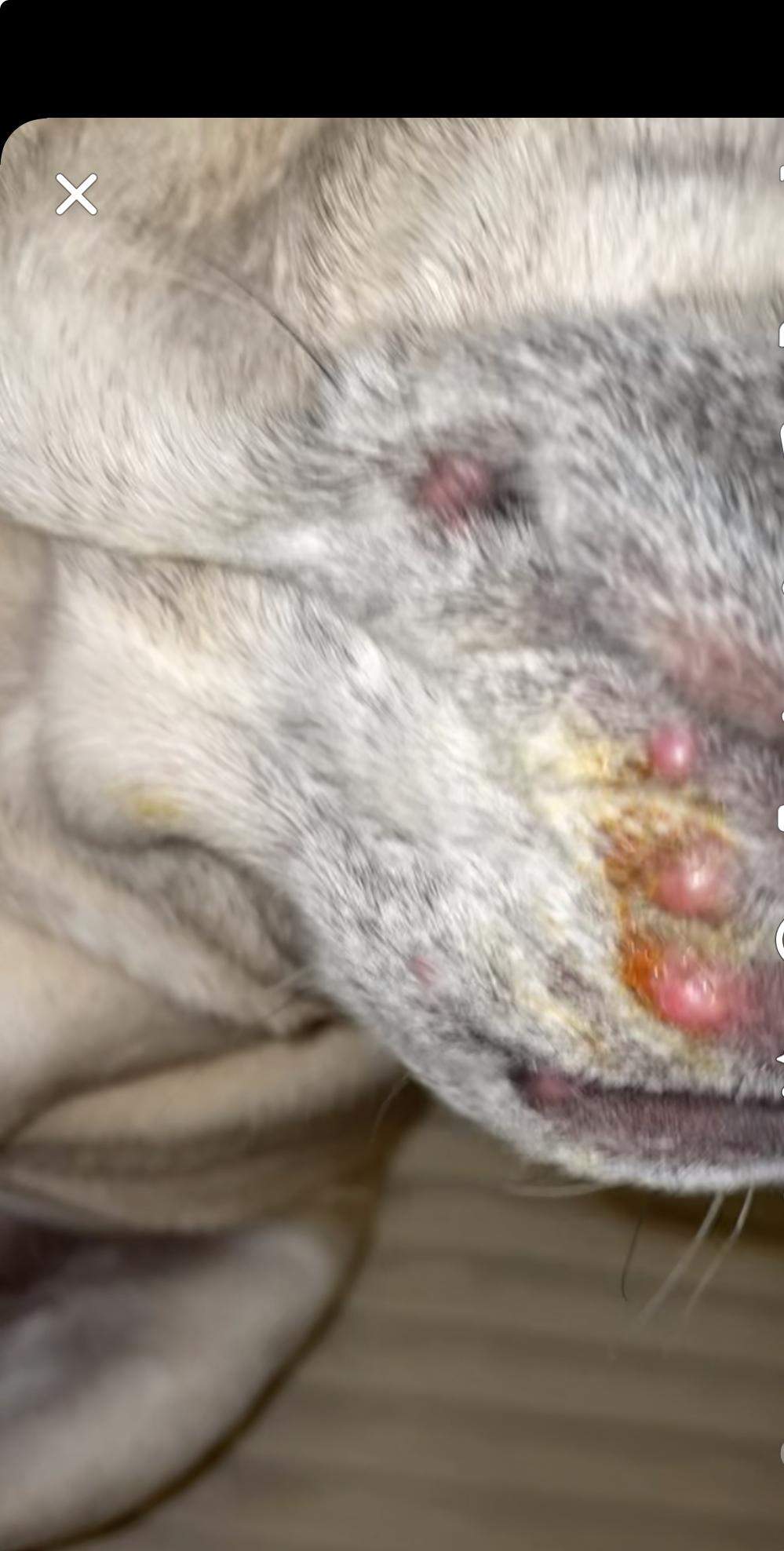 hund hat rote knubbel? (Gesundheit, Tierarzt, Tiermedizin)