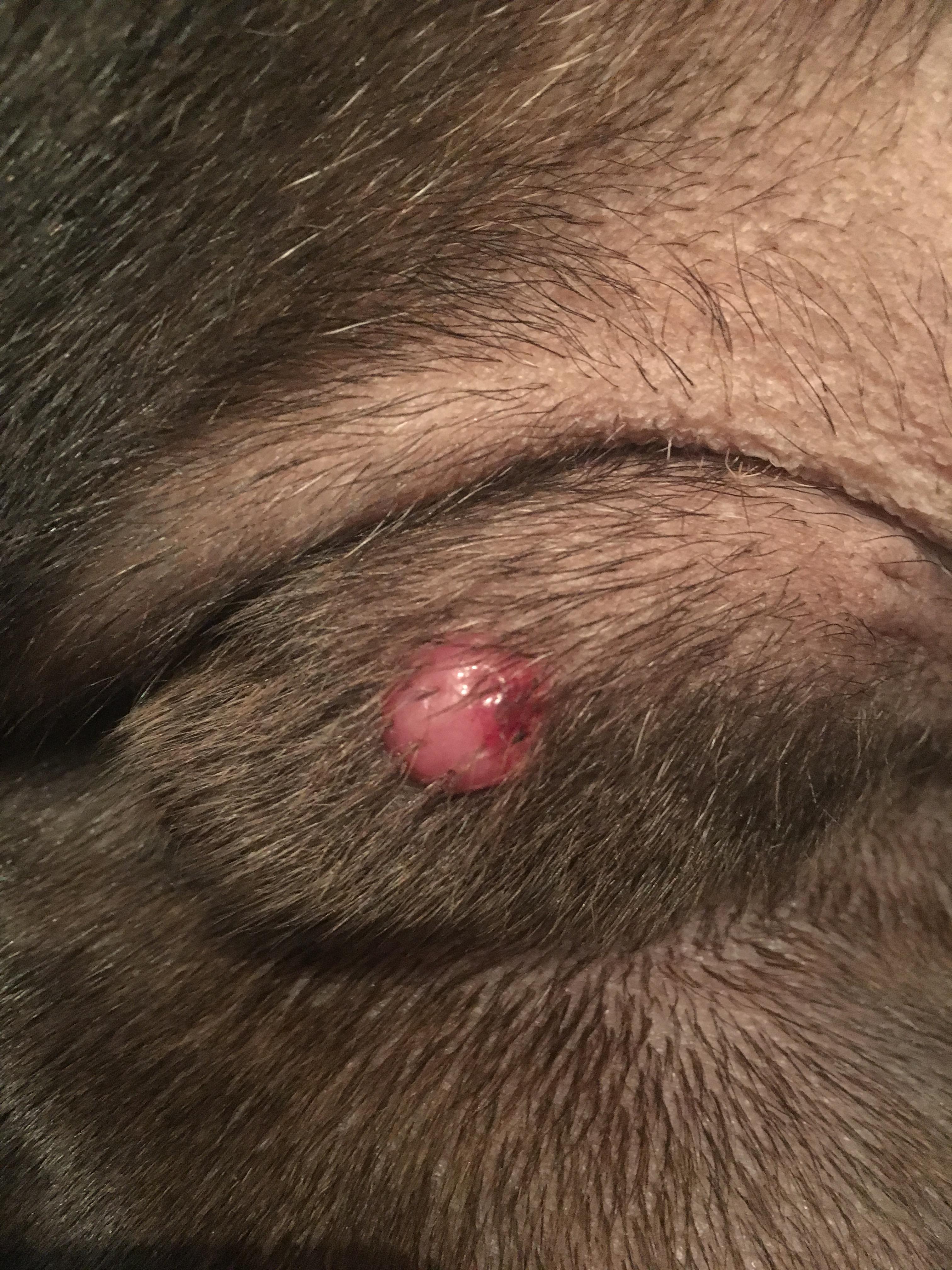 Hund hat roten knubbel. Was könnte das sein?