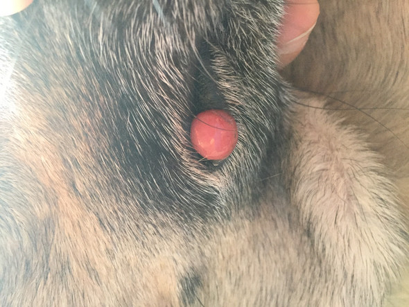 hund hat roten pickel an der schnauze tierarzt