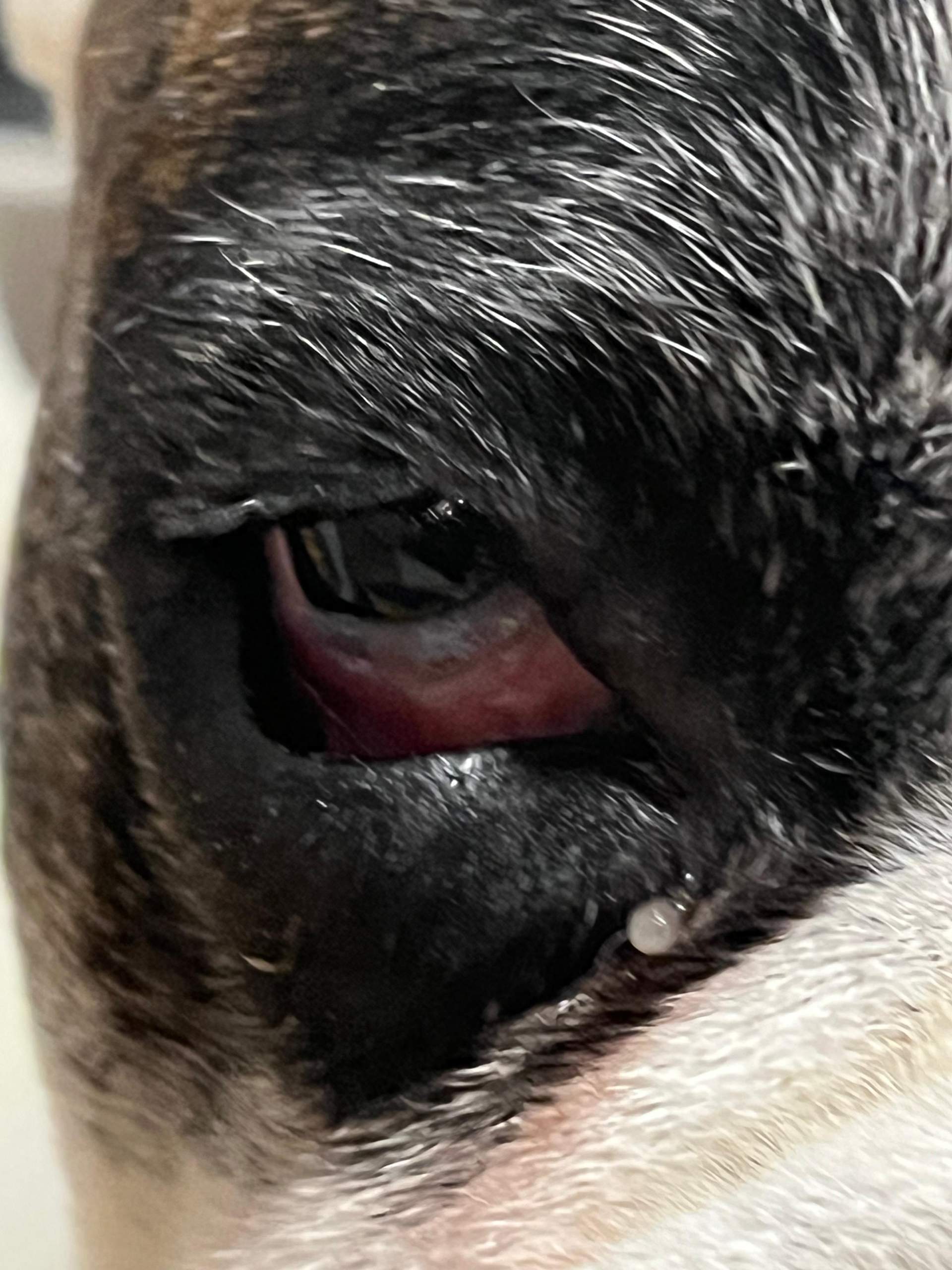 Hund hat rotes auge? (Gesundheit, Augen, Tierarzt)