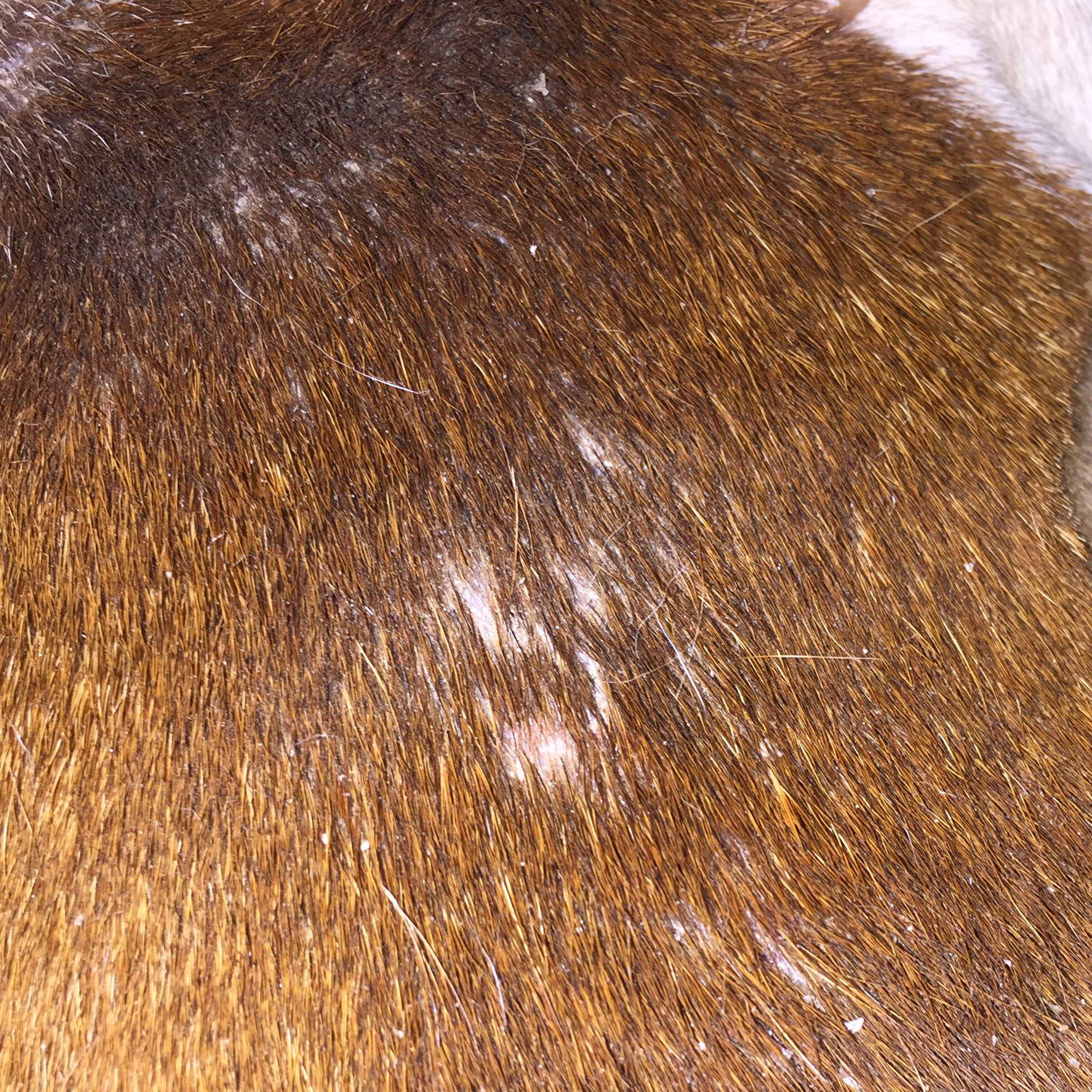 Hund hat schlimme Haut, hat jemand eine Idee? (Gesundheit und Medizin