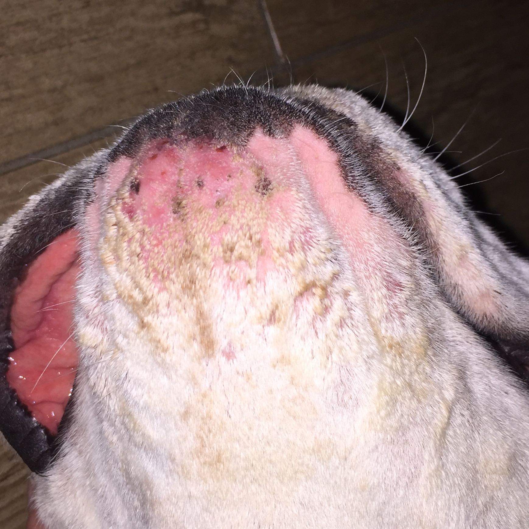 Hund hat schlimme Haut, hat jemand eine Idee? (Gesundheit und Medizin