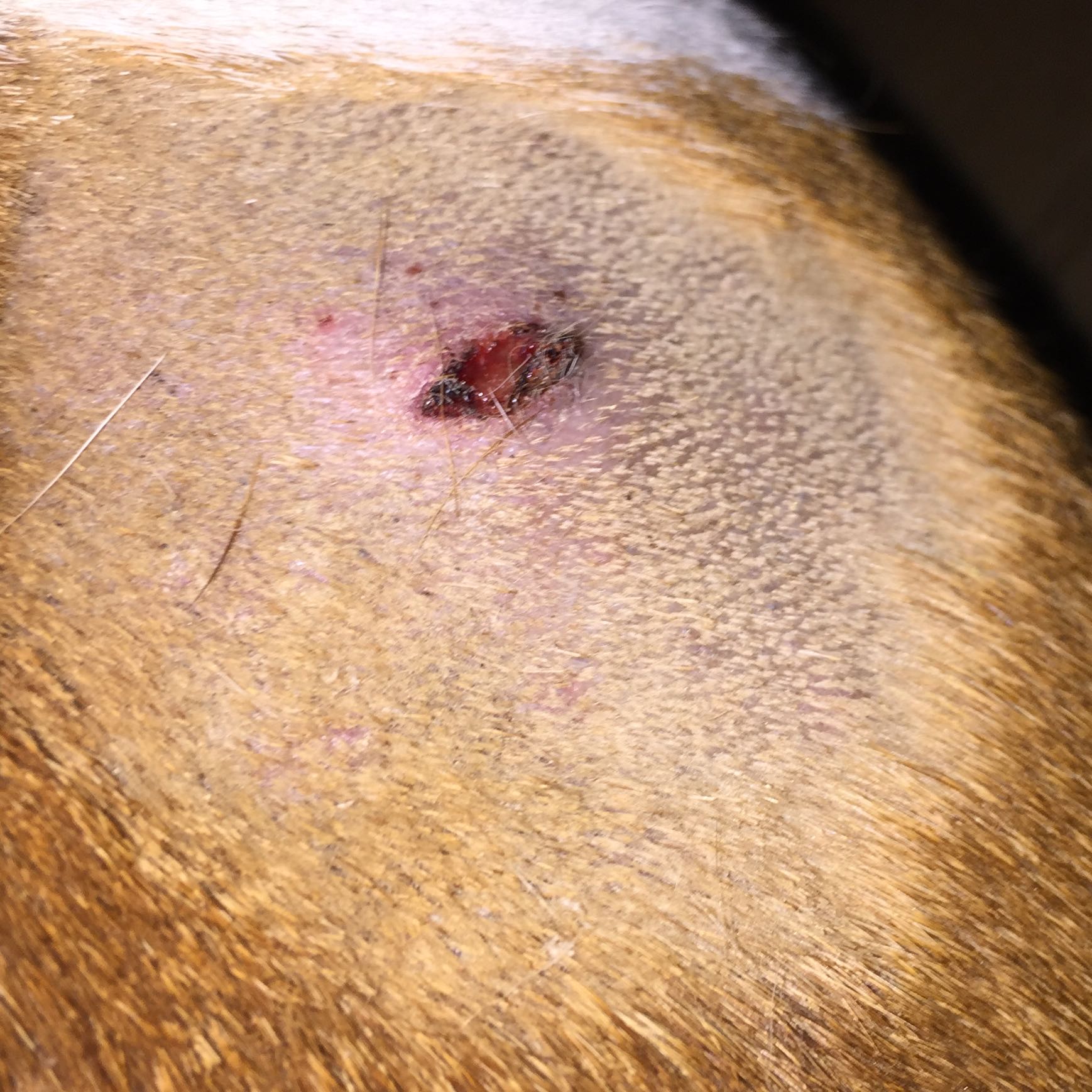Hund hat schlimme Haut, hat jemand eine Idee? (Gesundheit und Medizin