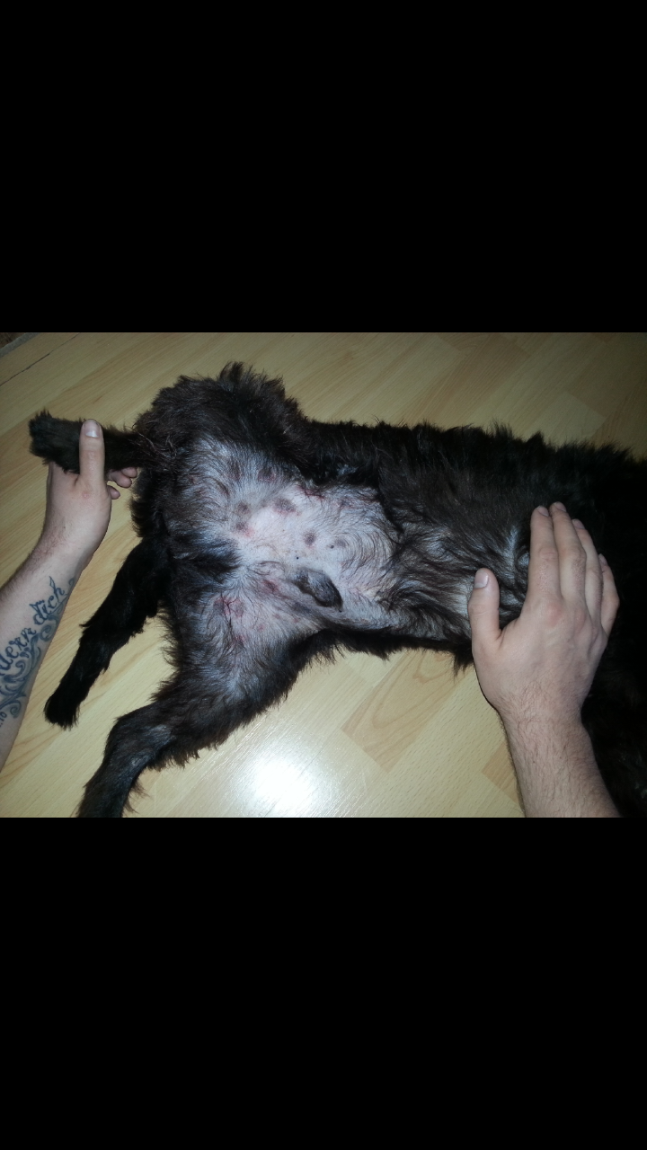 Hund hat schwarze Flecken