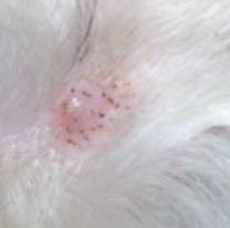 40+ Hund Hat Pickel Im Ohr Images