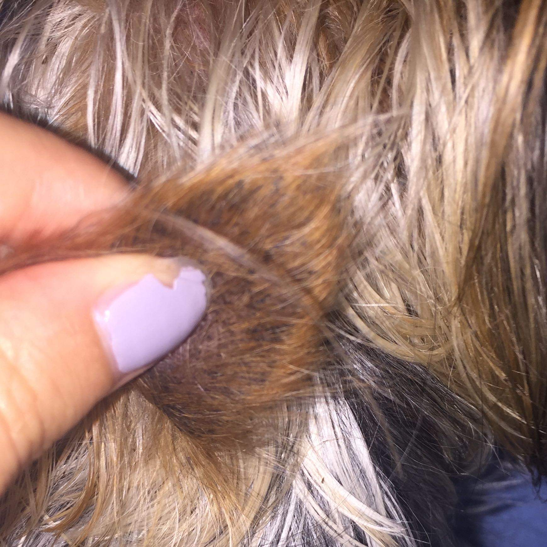 Hund hat schwarze Punkte im Ohr die and den Haaren kleben und die man