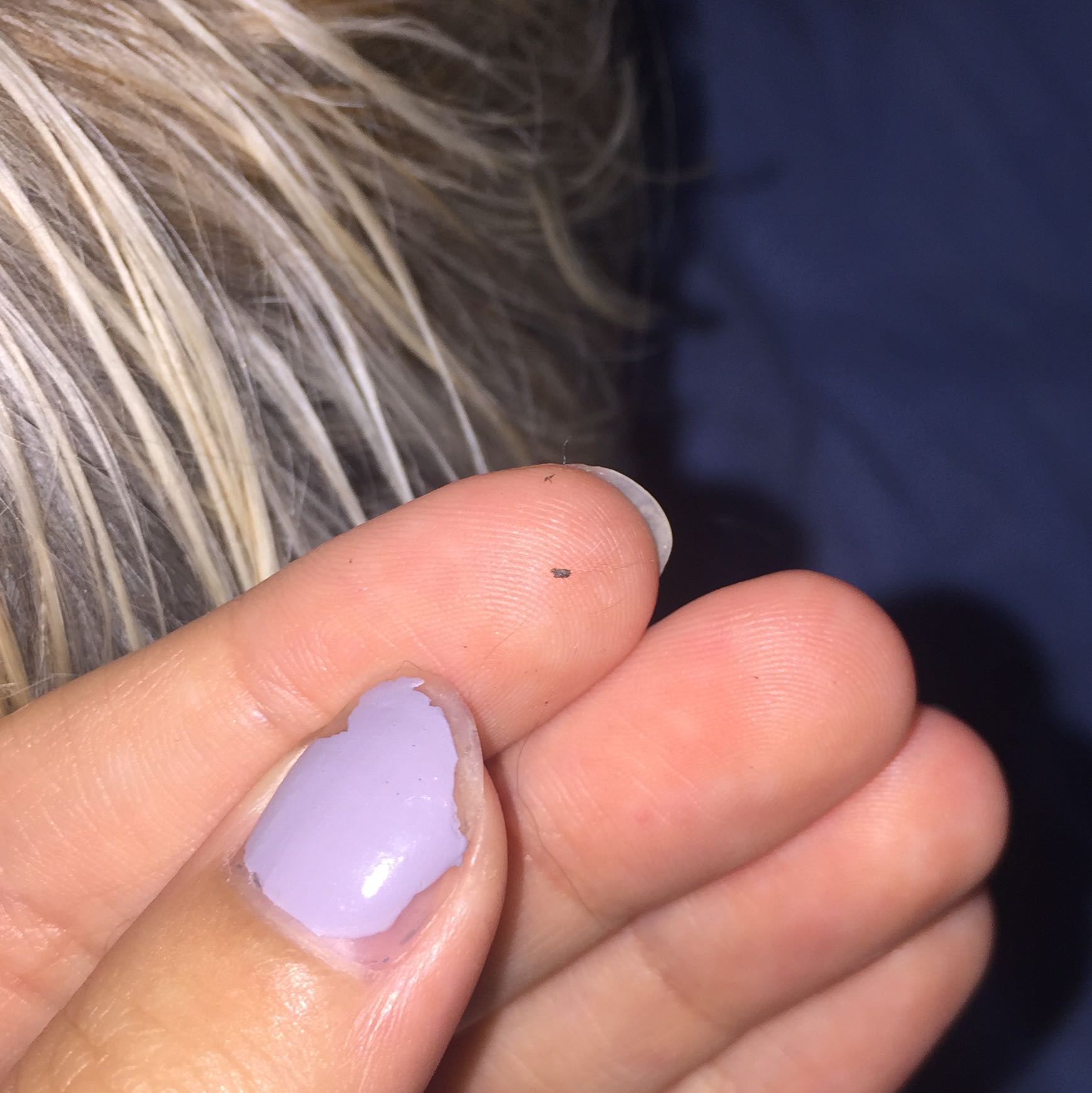 Hund hat schwarze Punkte im Ohr die and den Haaren kleben und die man