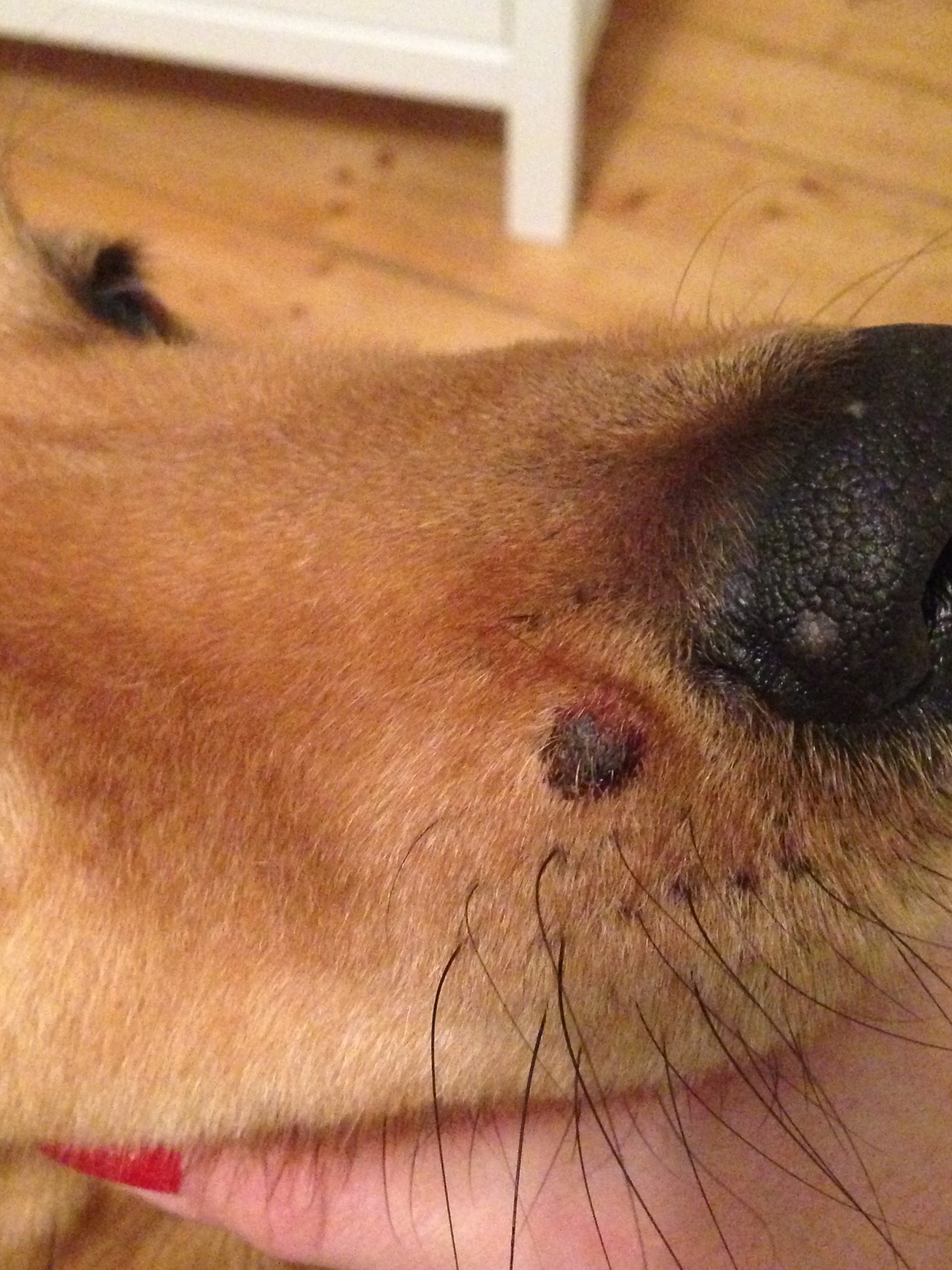 Hund Hat Beule Unter Der Haut / Hund hat eine harte in etwa Ei große