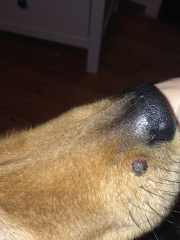 An äußerer schamlippe knoten Knubbel unter