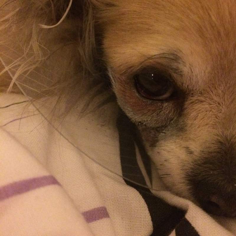 Hund hat Schwellung nach OP (Tiere, Arzt, Krankheit)