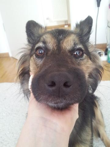 Biene oder wespe Biene oder wespe