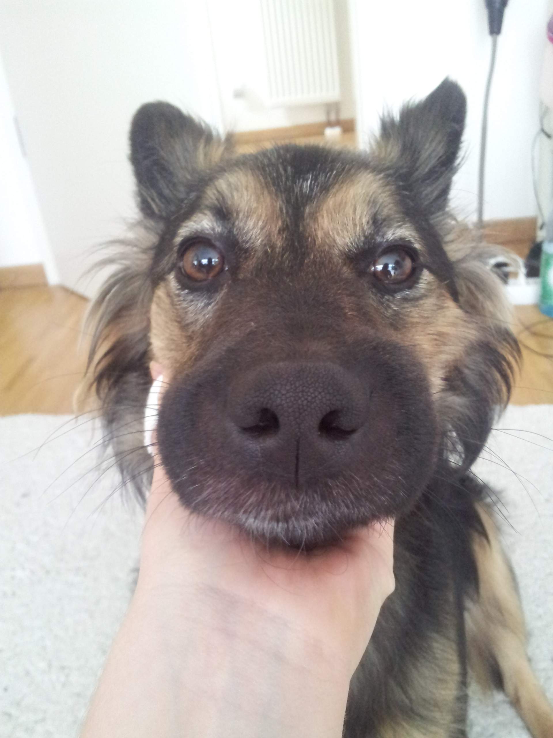 Hund hat sehr geschwollenen Bereich in der Mundgegend! Hilfe! (verletzt