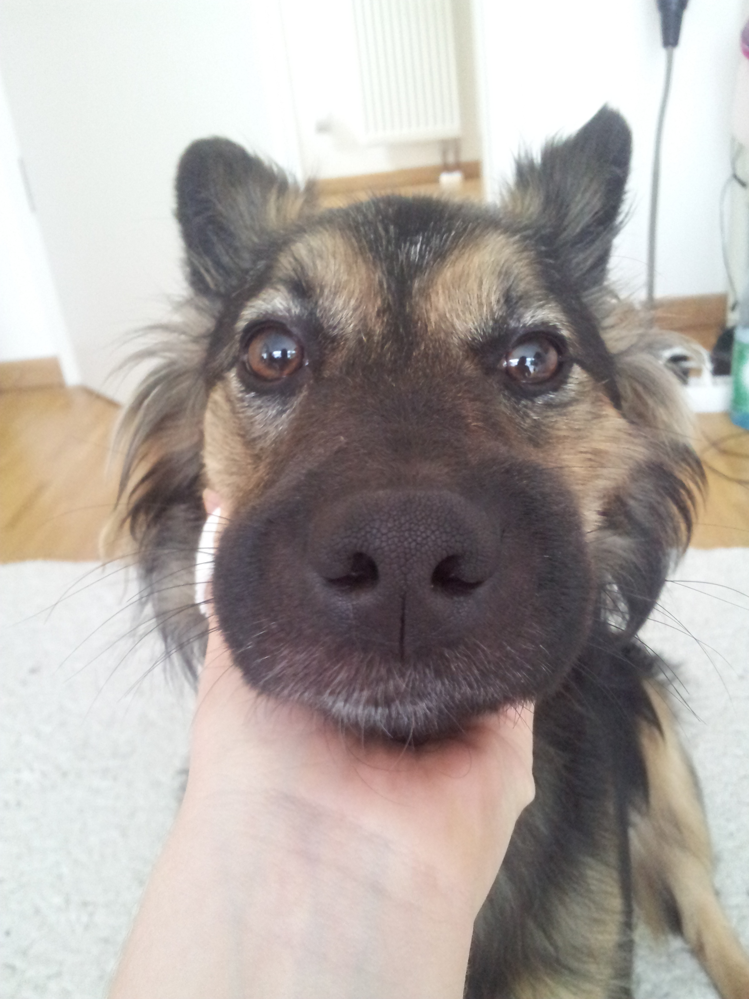 Hund hat sehr geschwollenen Bereich in der Mundgegend! Hilfe! (verletzt