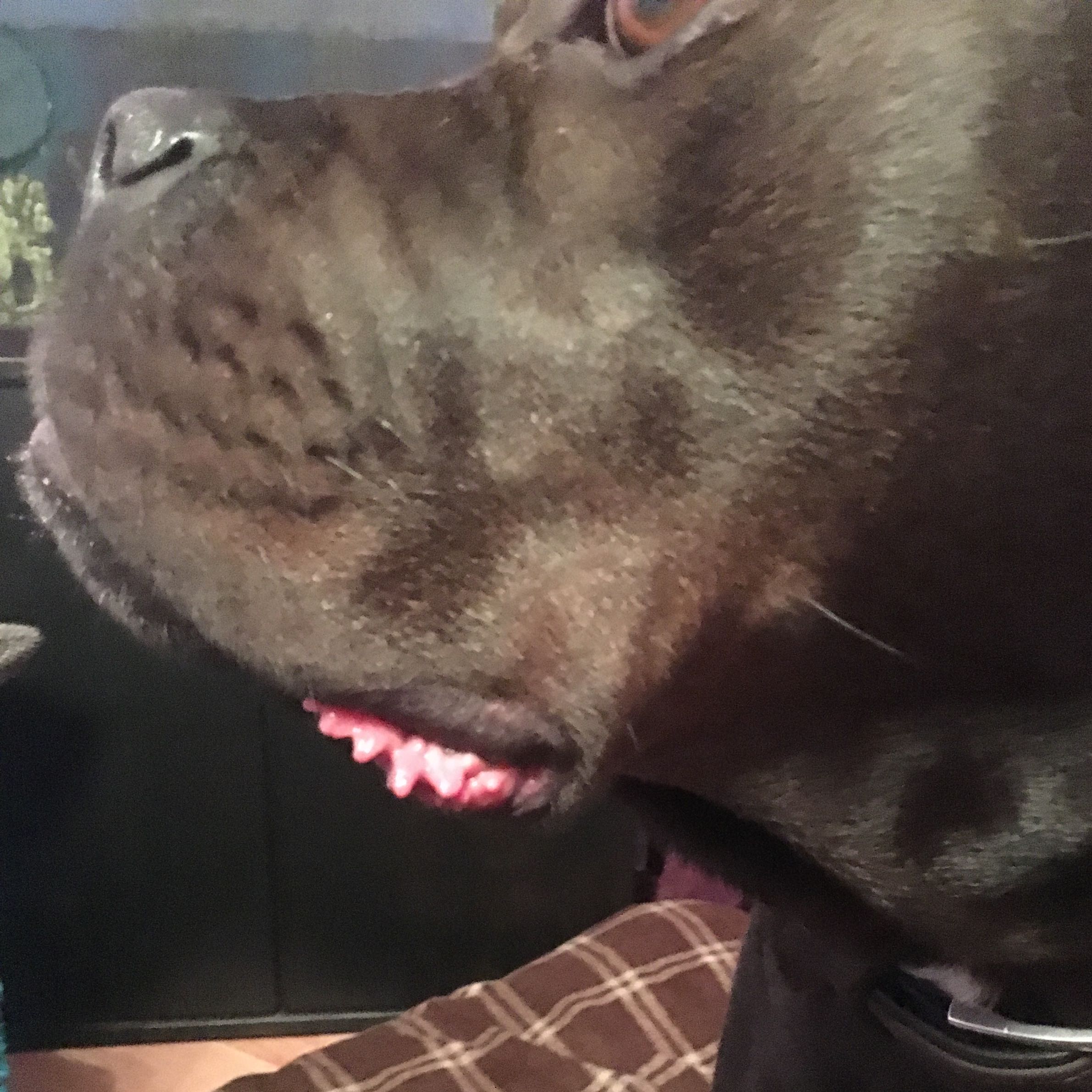 Hund hat seit gestern rötliche, hängende Lefzen Was kann das sein