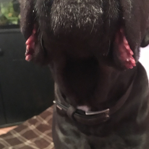 hund hat seit gestern rotliche hangende lefzen was kann das sein tierarzt maul