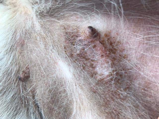 Hund hat seltsamen Ausschlag um Zitze? (Gesundheit und Medizin