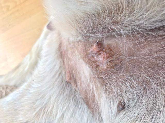 Hund hat seltsamen Ausschlag um Zitze? (Gesundheit und Medizin