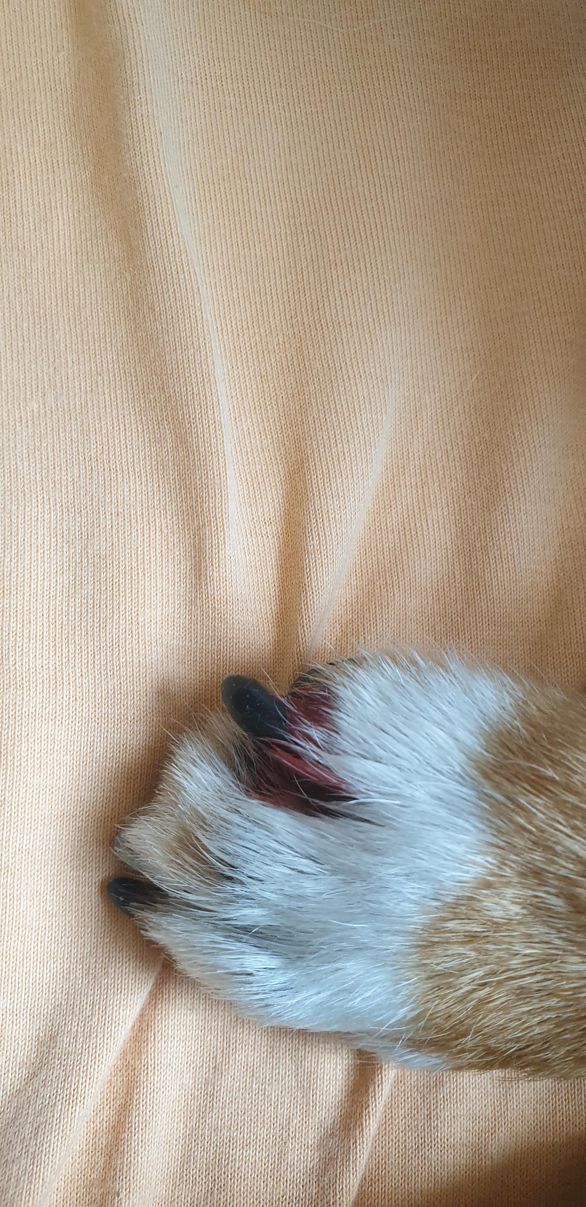 hund hat sich an der pfote verletzt verletzung tierarzt