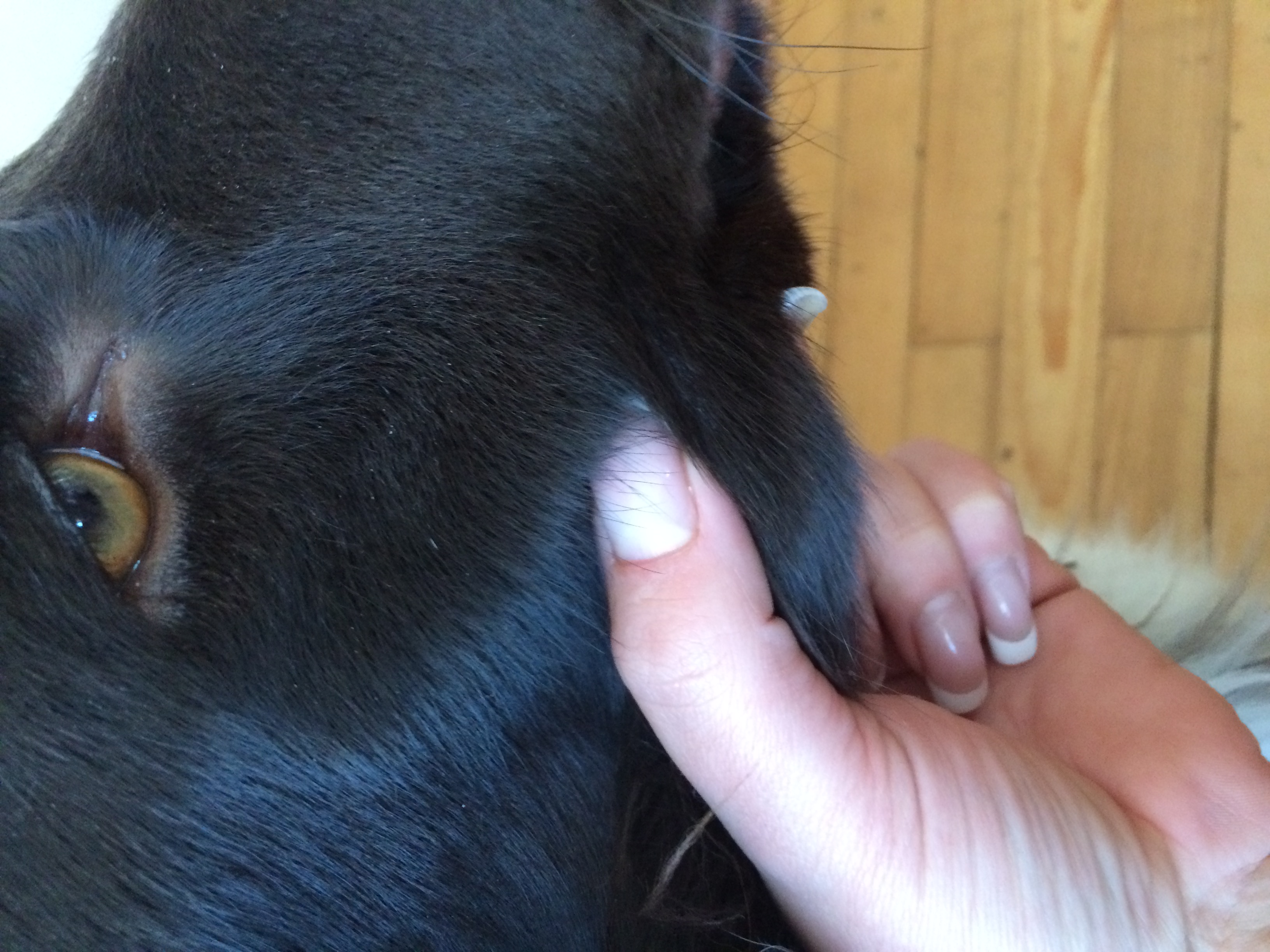 Hund hat traubengroßen Knubbel in der Lefze? (Tiere, Entzündung, Jagdhund)