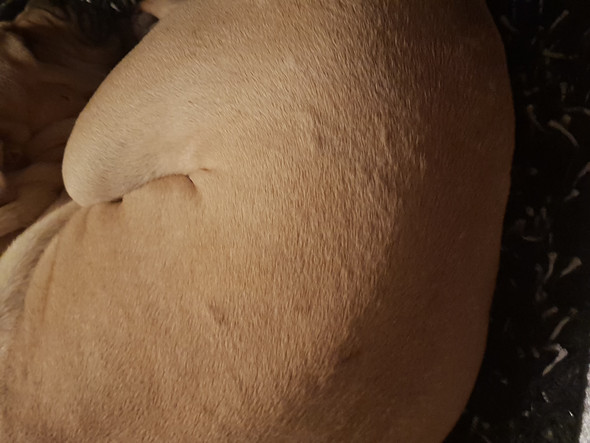 Hund hat überall kleine Beulen am Körper, was ist das? (Gesundheit und