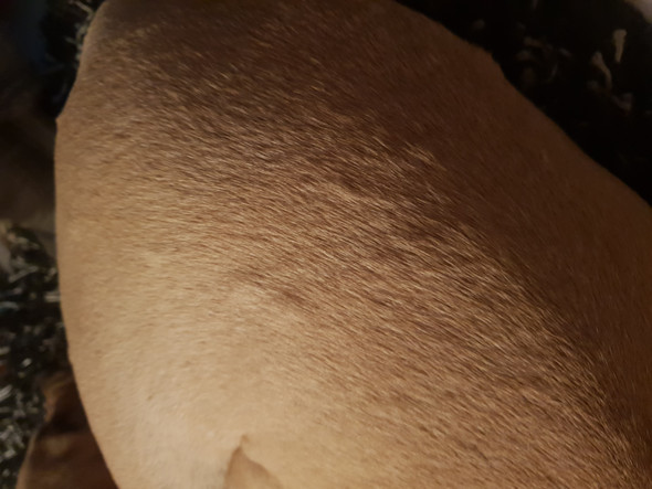 Hund hat überall kleine Beulen am Körper, was ist das? (Gesundheit und