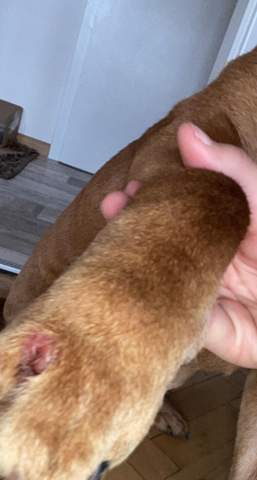 Hund hat verletzte Pfote, weiß jemand was das ist (TW!)?