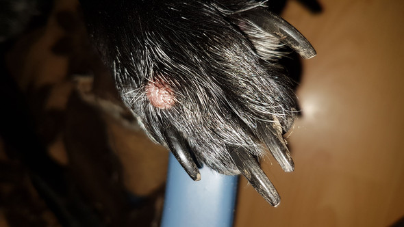 Hund hat was an der Pfote?