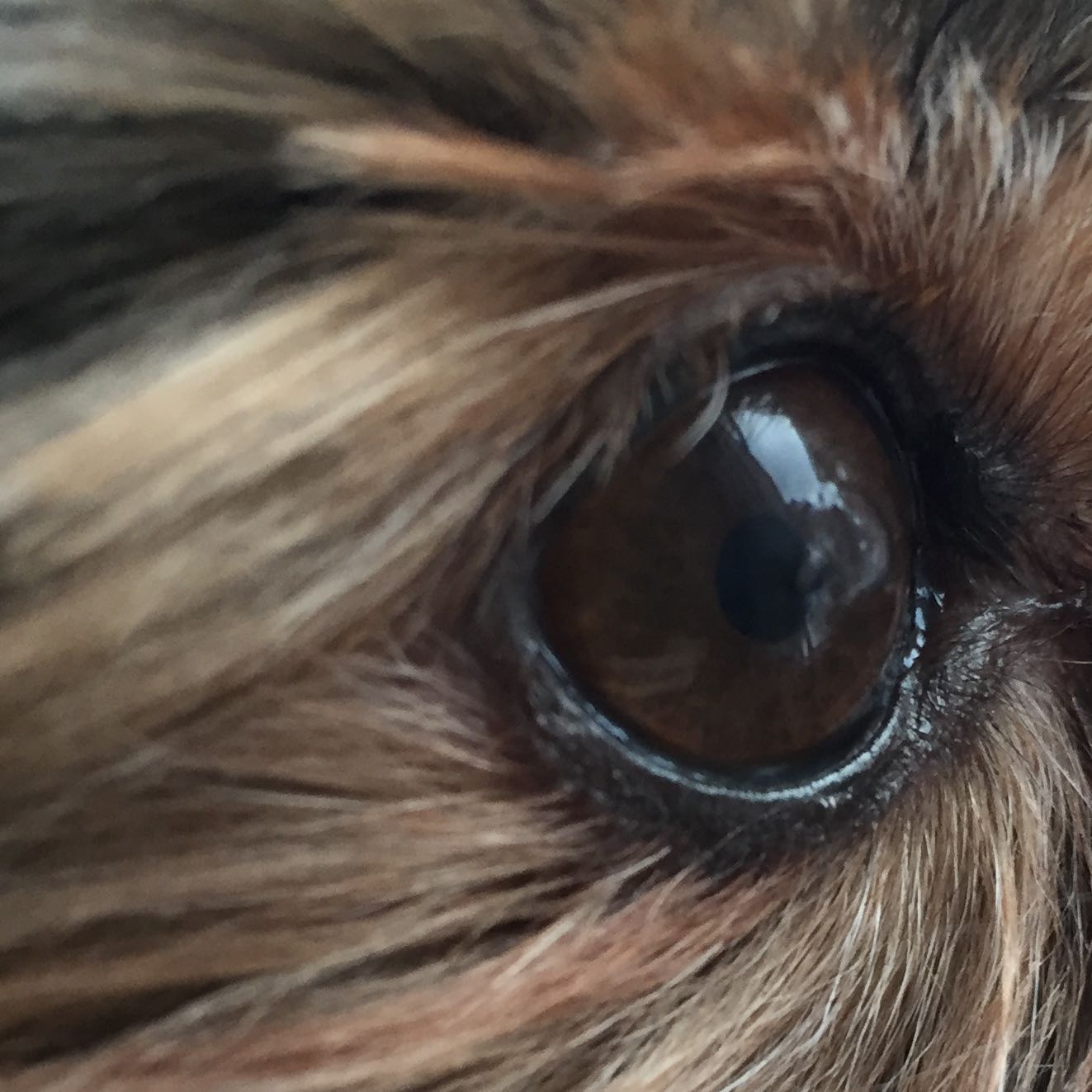 Hund hat was komisches im Auge?