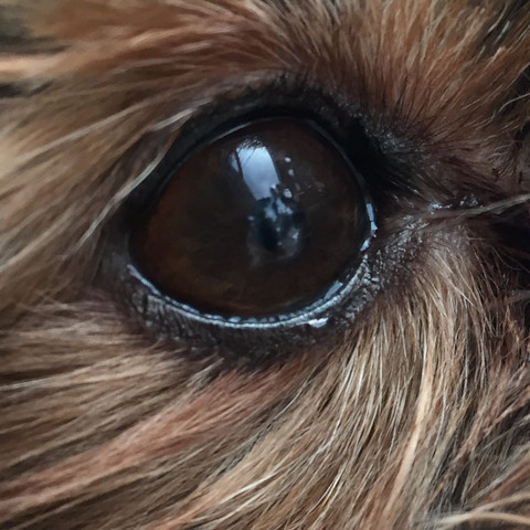 hund hat was komisches im auge