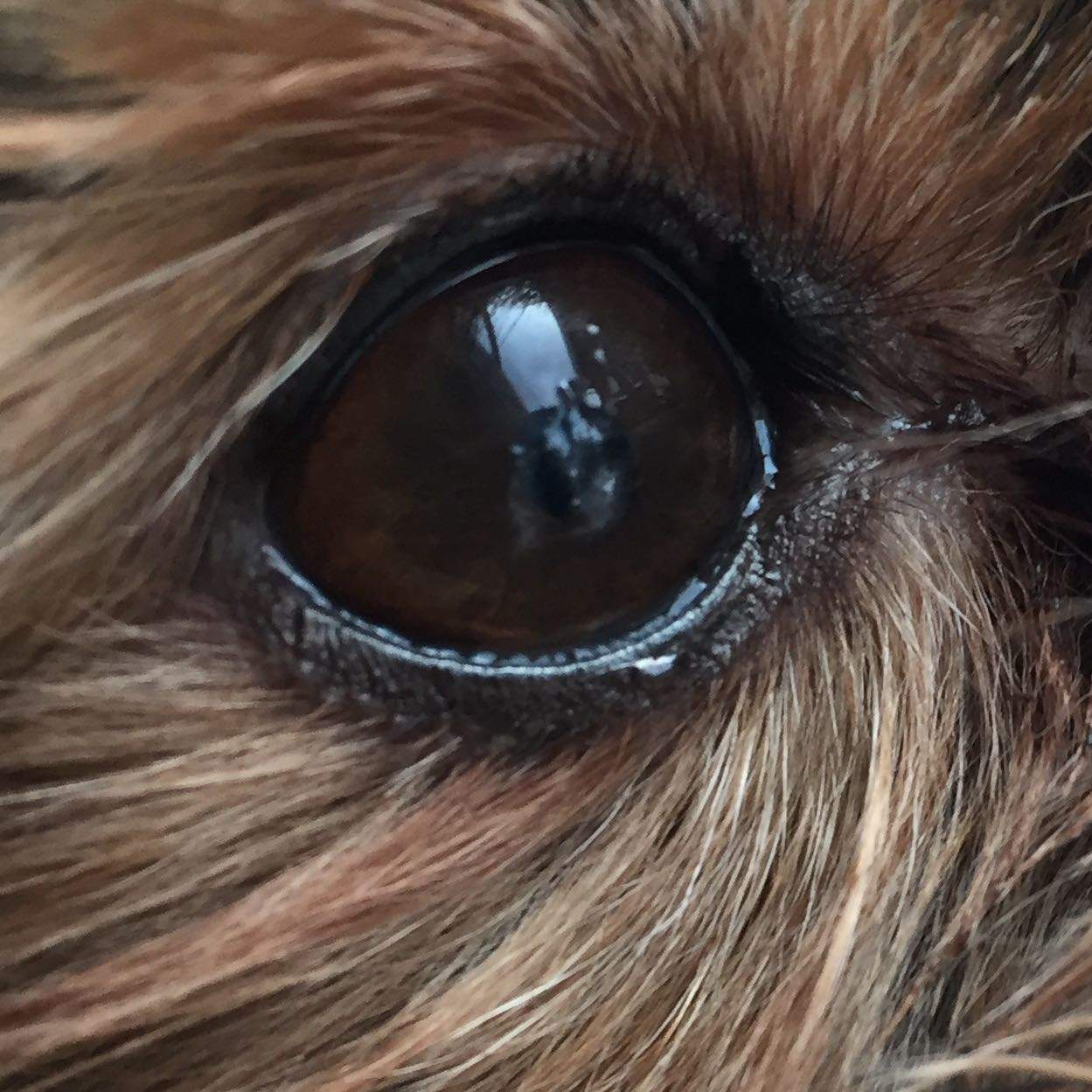 Hund hat was komisches im Auge?