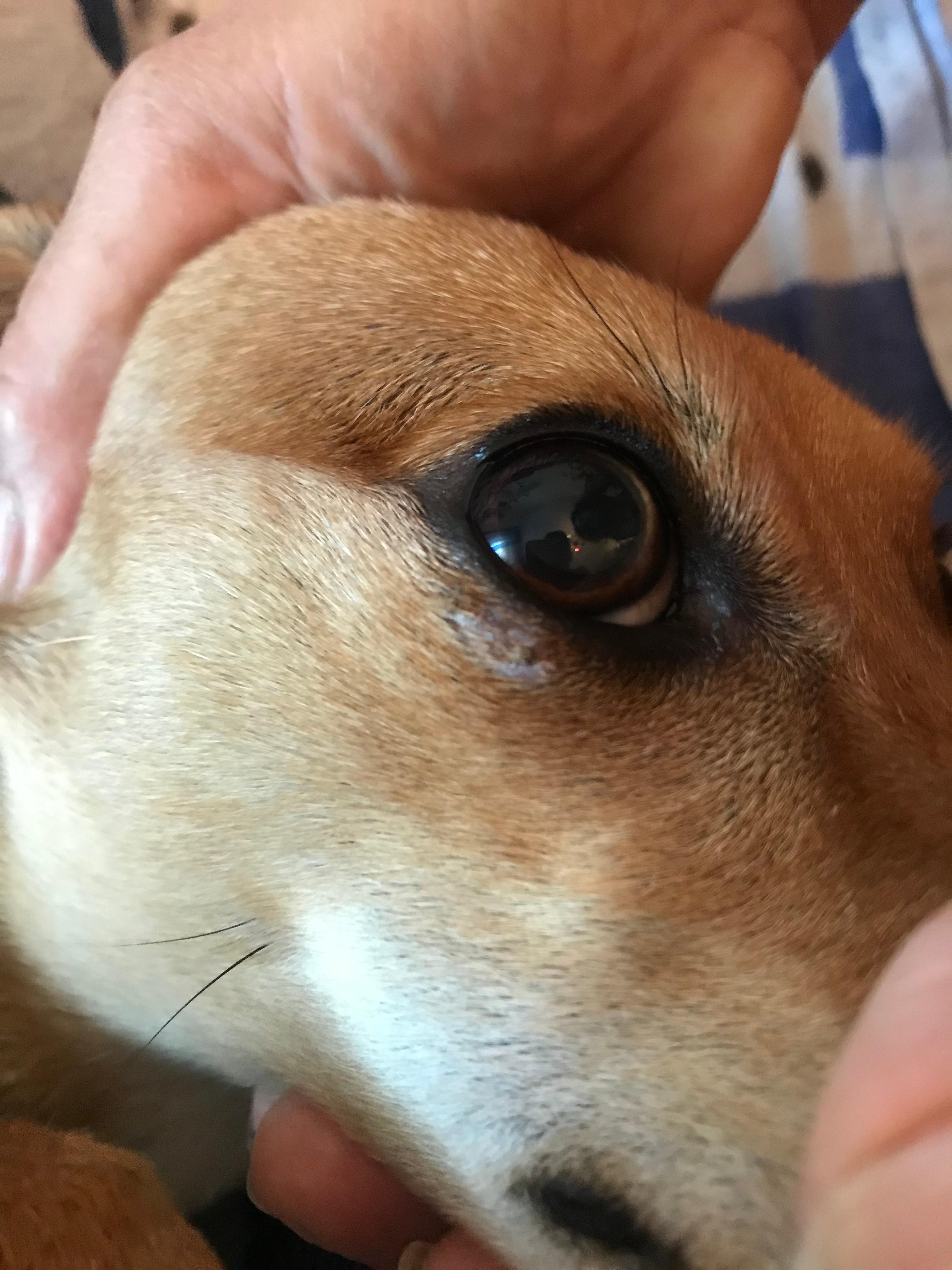 Hund hat was unter dem Auge ich weiß aber nicht was das ist? (Augen, Wunde)