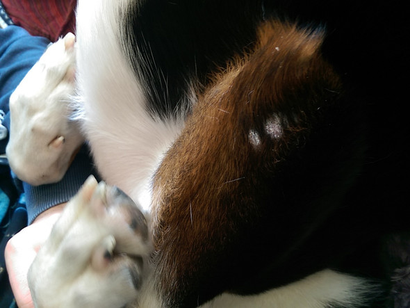 Trockene Haut Hund Tierische Tapete